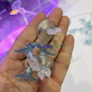 Combo 5 Hít Kính Giữ Dây Sủi Phi 4mm Cố Định Dây Sủi Cho Bể Cá Bằng Kính