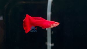 Albino Full Red Guppy/Live Fish/Guppy/Freshwater全红白子孔雀鱼/孔雀鱼/活鱼(Sin Quan Aquaculture Enterprise)