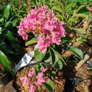 Berbunga Bibit Bunga Sakura Mini Kondisi Berbunga terlaris