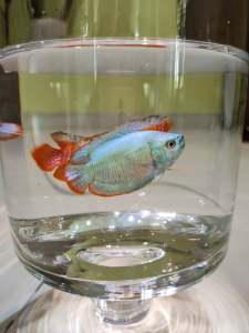 Colisa Lalia (Gourami)  x4 pcs Set / Aquarium By MIllion-Shop