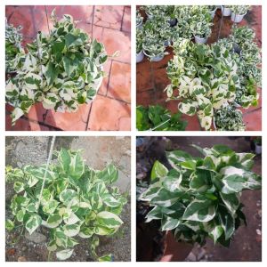 Cây trầu bà cẩm thạch ngọc thủy giỏ treo decor ban công thanh lọc không khí không hoa mà vẫn rất xinh xắn | Minh Hân Garden