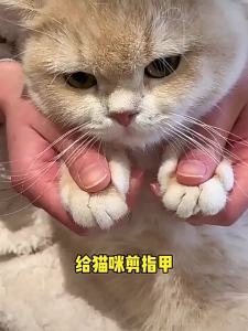 Pet Nail Clipper Stainless Steel for Cats for Home Care and Daily Use Suitable for Storage Cleaning or Routine Setup for Indoor pet nail clipper nail clipper clipper nail Home Care