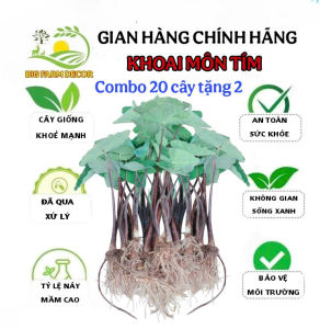 combo 20 cây khoai môn tím giống