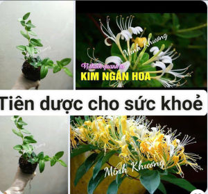Châu  Cây kim ngân hoa- thảo dược quý với nhiều công dụng: kháng viêm giải độc gan kháng khuẩn -Vườn Minh Khương