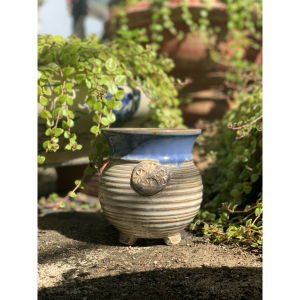 Chậu trồng cây sen đá/xương rồng xuất Hàn 18cm🌱