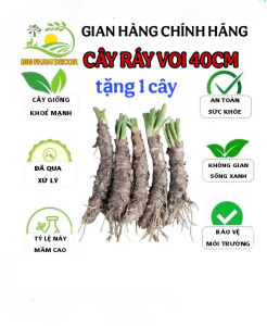 combo 5 cây ráy voi cao trên 40cm