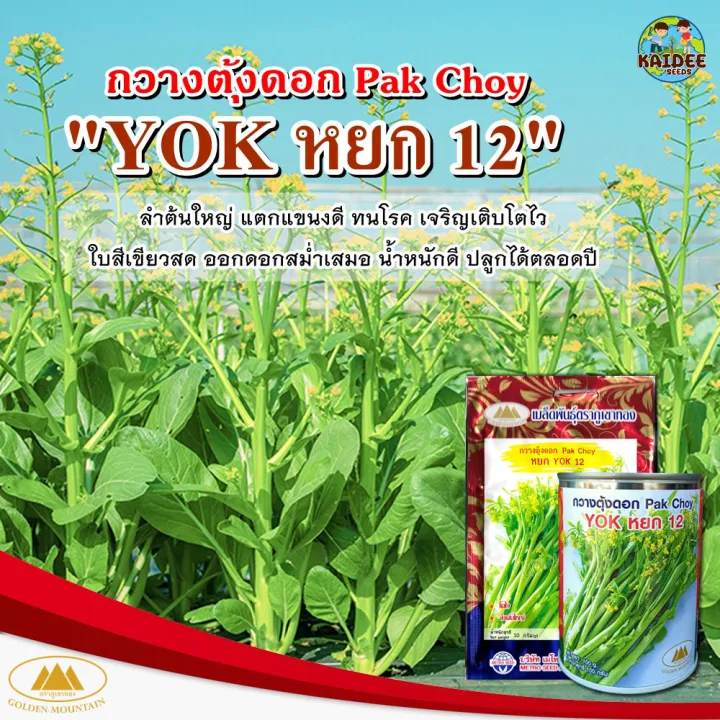 เมล็ดกวางตุ้งดอก หยก12 Pak Choy ตราภูเขาทอง ต้นใหญ่ ช่อดอกใหญ่