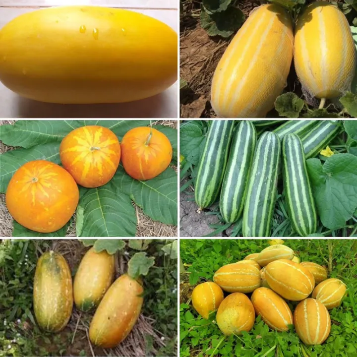 เมล็ดพันธุ์ แตงไทย Yellow Musk Melon แตงน้ำผึ้ง ลายเสือดาว