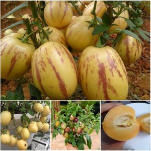 Hạt Giống Dưa Pepino - Gói 5 Hạt  Tặng Kèm Phân Bón