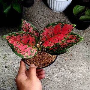 BUNGA AGLONEMA DUD ANJAMANI DAUN RIMBUN