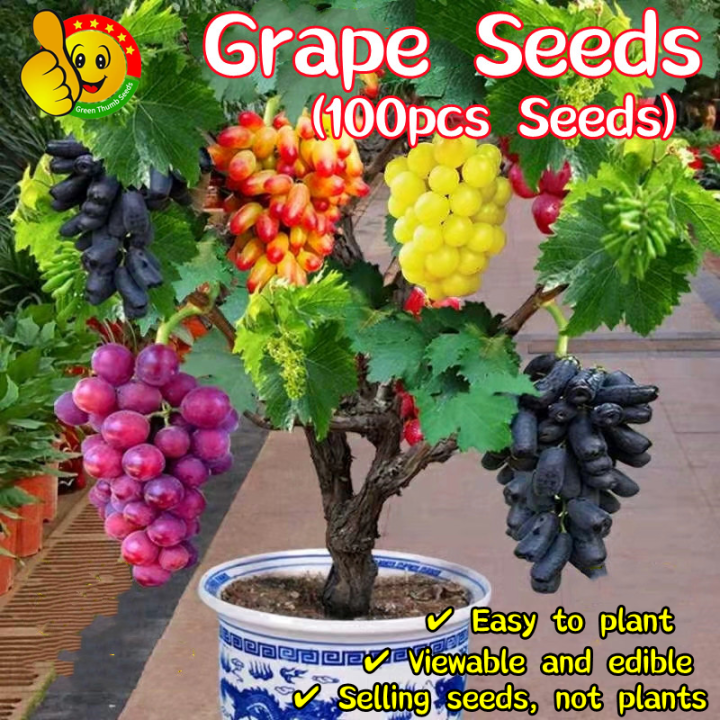 100% Original Sweet Bonsai Grape Seeds for Sale (Fresh 100pcs