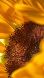 SCT Unlimited Sunflower Deo Spray 60ml and 120ml