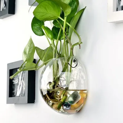 แจกันแก้วไฮโครโปนิคต้นไม้แขวนผนัง Zypplanet กระถางต้นไม้ Terrarium