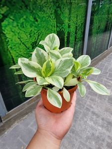 Peperomia - Variegated [REAL PLANT] #supportlocal - **All Plants sold are based on pot size**