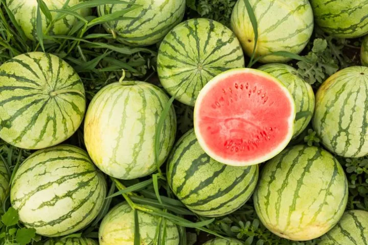 Pupuk%20Semangka%20Cepat%20Berbuah%20/%20Pupuk%20Pelebat%20Buah%20Semangka%20/%20Pupuk%20Booster%20Semangka%C2%A0Cair%20-%20Image%204