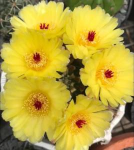 XƯƠNG RỒNG ComBo 5 loại hoa như hình