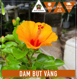 Cây Dâm Bụt Vàng (Giống Mới) - Tổng thể tầm 20-30 cm - Chịu nắng tốt cho hoa đẹp!