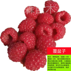 【4.4万人收藏】双季树莓覆盆子树苗树莓苗黄黑红树莓苗南北方盆栽地栽果树苗