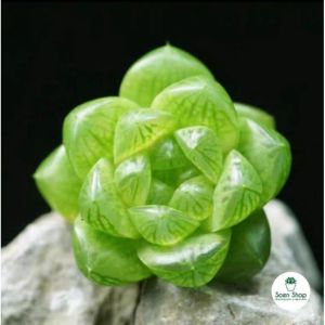 Sen đá mini (sen vỉ) 3-5 cm các loại xanh viền hồng hồng dâu sen tim dola ngọc tròn đế vương sỏi hồng... siêu khỏe xuất sứ ĐÀ LẠT Lỗi 1 đổi 1