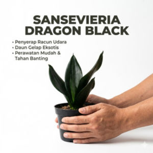 Tanaman Hias Sensivera Black Dragon |Tanaman indoor |florist kastuba