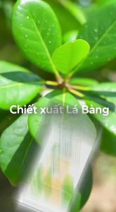 Kem Cadi Hòa Bình Pharma Hỗ Trợ Phụ Khoa – Giảm Nấm Candida – Làm Dịu & Bảo Vệ Da