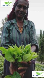 LANKA TEA Powder (Bop Grade-broken Orange Pekoe) 100% Natural