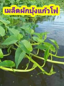 เมล็ดผักคัดพิเศษบุ้งแก้วโฟ สำหรับใส่ก๋วยเตี๋ยว กรอบไม่เหนียว400เมล็ดแถมปุ๋ยบำรุงหลังปลูก