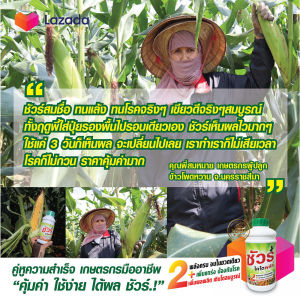 ชัวร์ไคโตพลัส 3ขนาด สุดยอดวัคซีนพืช+อะมิโนพืช สูตรใหม่.! ทั้งป้องกันโรคพืชแมลงและเพิ่มผลผลิตเท่าตัวในขวดเดียว ปุ๋ยเร่งรา เร่งต้น โตไว