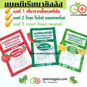 แบคทีเรียบาซิลลัส เบอร์ 1 ควบคุมโรคเหี่ยวที่เกิดจากแบคทีเรีย