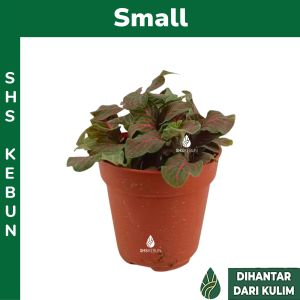 Fittonia Albivenis Indoor Plant Nerve Plant Mosaic Plant Painted Net Leaf Live Plant Pokok Fittonia Pokok Hiasan Tumbuhan Hidup SHS Kebun
