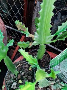 Cây xương rồng gai xương rồng ông 3 cạnh treo trồng trước cửa phòng bà đẻ trẻ sơ sinh quấy khóc|Minh Hân Garden Thực Vật Trừ Tà Ma Cây Chữa Mẹo Cho Trẻ Khóc Đêm - Lazada