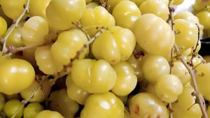 buah ceremai seger 1/2 kg termurah fres