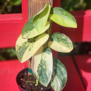 Scindapsus Jade Satin Variegated - - Pokok Scindapsus Jade Satin Variegated - स्किंडैप्सस जेड साटन वैरिगेटेड पौधा Scindapsus Jade Satin Variegated – Rare Velvet Green Leaf with Creamy Splash Slow-Growing Climbing AroidTropical Vine LIVE PLANT