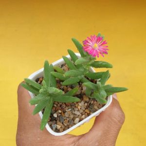 ต้นไม้อวบน้ำ กุหลาบหิน เบบี้อาย เรดสตาร์ Drosanthemum Hispidum #succulent #cactus #สีชมพู #Drosanthemum