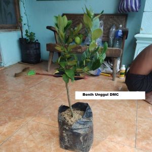 Bibit Jeruk Lemon California sudah berbuah besar