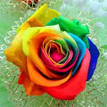 Benih Bunga Rose Jepun - 玫瑰种子 Mixed 6 Seeds Rose Flower Seeds Japanese Roses Plants Seeds for Planting Biji Benih Bunga Pokok Bunga Hidup Pokok Bunga Hidup Tahan Panas Bonsai Tree Live Plant Air Plant Real Plant Indoor Plants Flower Seeds Malaysia. 