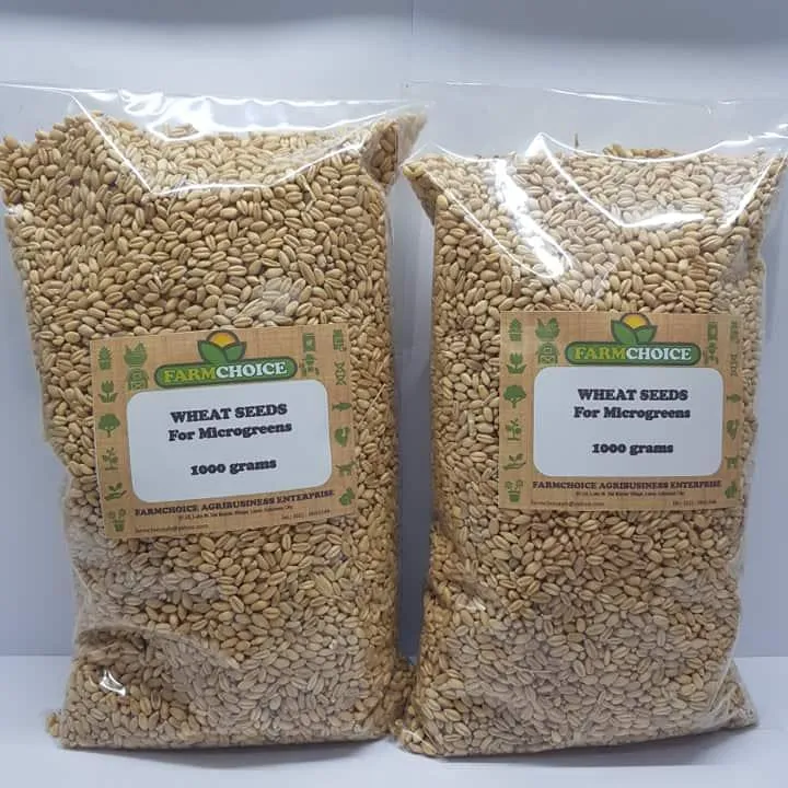 Wheat Grass Seeds (2kilos) for Microgreens, Sprouts and juicing