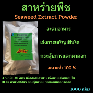 สาหร่ายพืช ผงเขียว(Seeweed Extract Powder)กระตุ้นการแตกตาดอก เร่งการเจริญเติบโต เพิ่มผลผลิต ละลายน้ำ 100 %ขนาด1000 กรัม