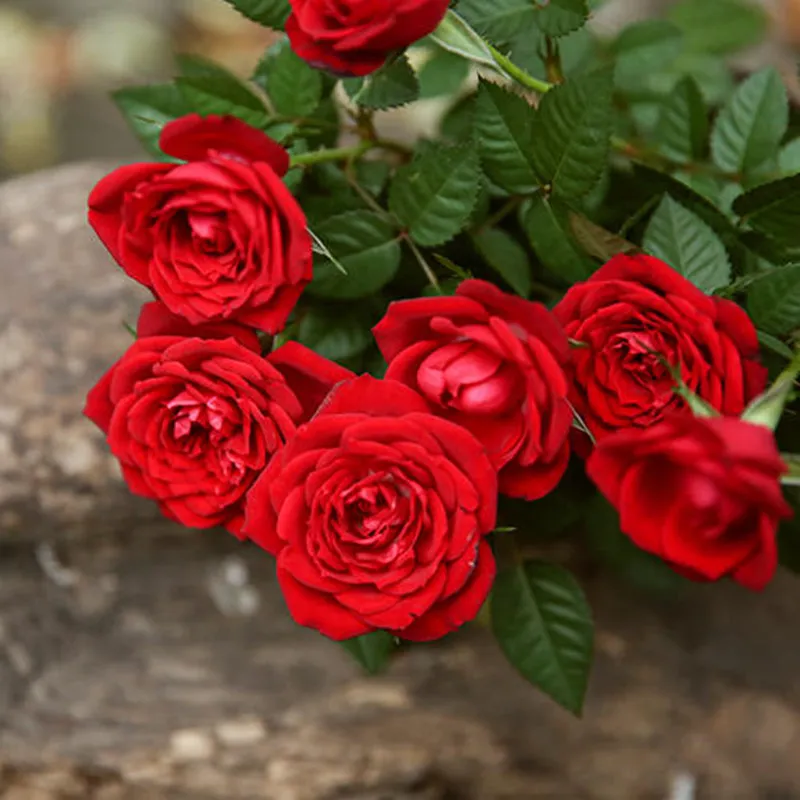50+ Fresh Rose Plant Seeds Or Cuttings - Live Rose Plants For Indoor/Outdoor Gardening
