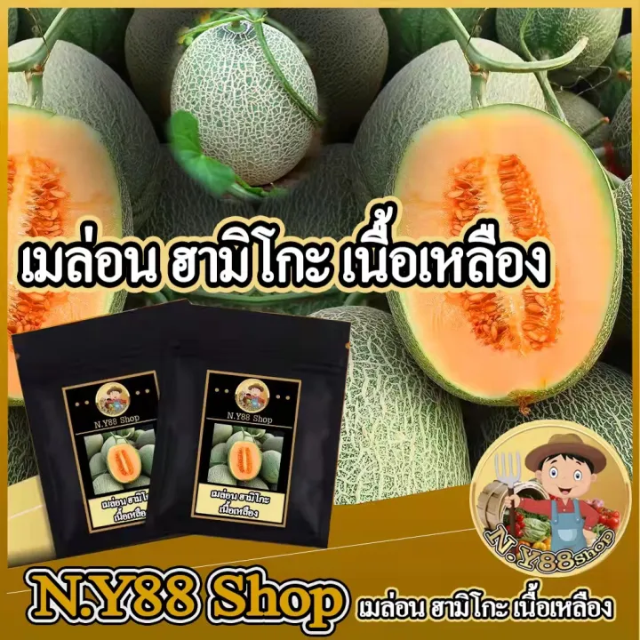 เมล็ดเมล่อนฮามิโกะ เปลือกเขียว เนื้อส้ม หวาน 18 BRIX