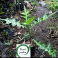bibit tanaman daun deruju-tanaman daun jeruju-tanaman deruju-tanaman jeruju. 