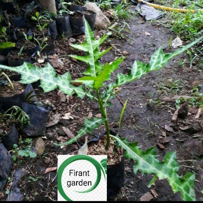 bibit tanaman daun deruju-tanaman daun jeruju-tanaman deruju-tanaman jeruju