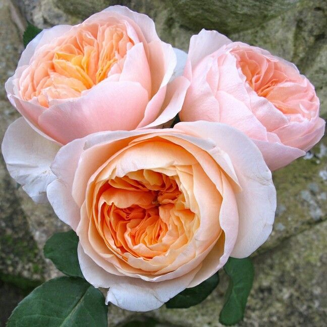 garden sprays Buy Wholesale Pink Rosever Spray Garden Rose in Bulk