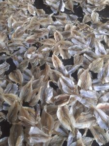 Ikan Asin kalapan Murah Belah gurih