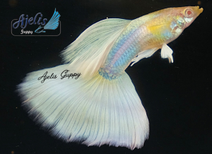🐟Ajelis Guppy🐟 Albino Yellow Tuxedo Guppy 白子黄礼服孔雀鱼 - Aquarium Ornamental Fish Tuxedo Guppy Ikan Hiasan 孔雀鱼 大尾巴 三角尾