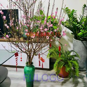 Bình cắm hoa bát tràng men hỏa biến dáng đùi dế gốm sứ fulogo