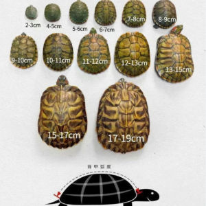 巴西龟活物宠物龟巴西小乌龟家养招财龟黄金乌龟可爱观赏龟大乌龟