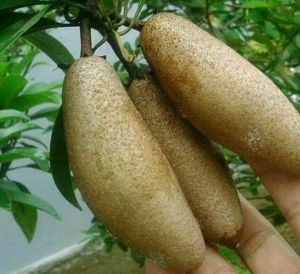 Bibit Sawo Mentimun Okulasi Unggul