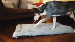 Extra Sticky Lint Roller Mega Value Set – 600 Sheets 6 Refills & 2 Handles – Pet Hair Remover for Clothes Furniture & Laundry – Reusable Lint Roller for Dog & Cat Hair Travel-Friendly