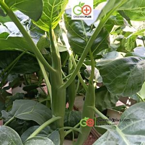 คะน้าเห็ดหอม 250 กรัม/ห่อ หรือประมาณ 45000-47500 เมล็ด